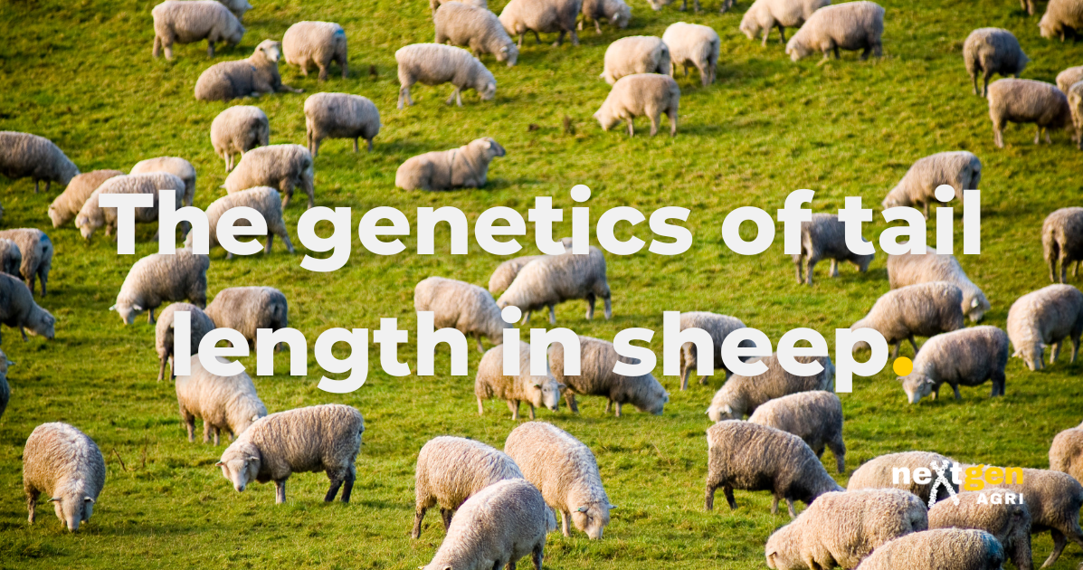 The genetics of tail length in sheep | The Hub