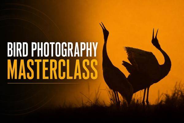 Bird Photography Masterclass