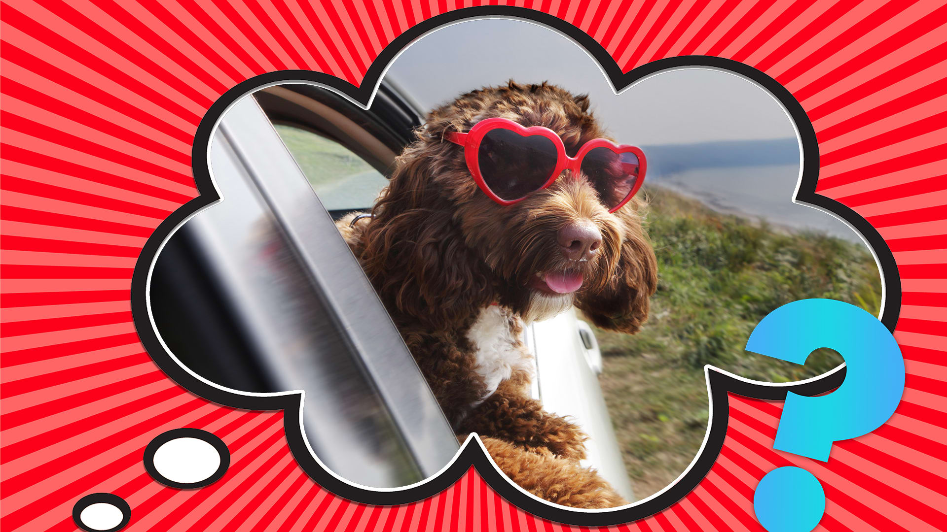 Why Do Dogs Stick Their Heads Out of Car Windows—And Is it Safe