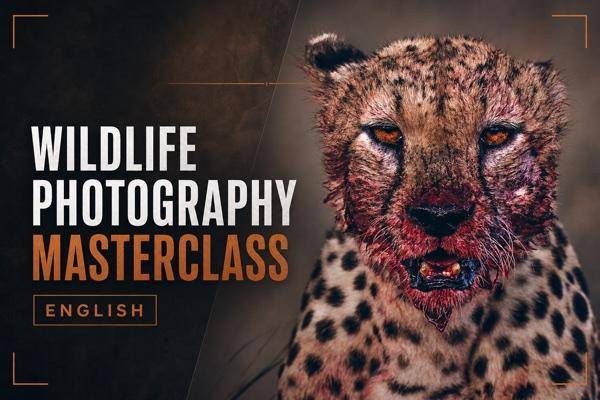Wildlife Photography Masterclass (English)