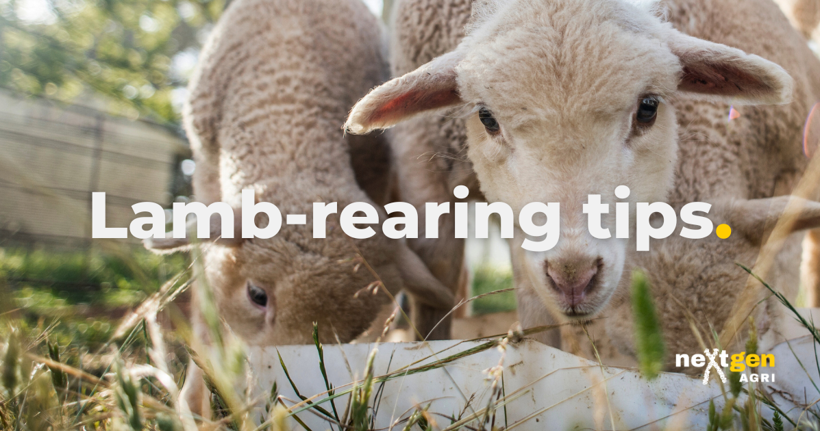 Lamb-rearing tips | The Hub