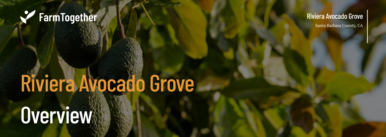 🥑 Riviera Avocado Grove from FarmTogether | Altea