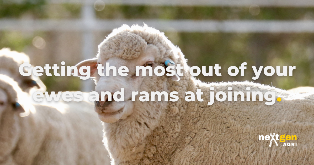 Getting the most out of your ewes and rams at joining | The Hub