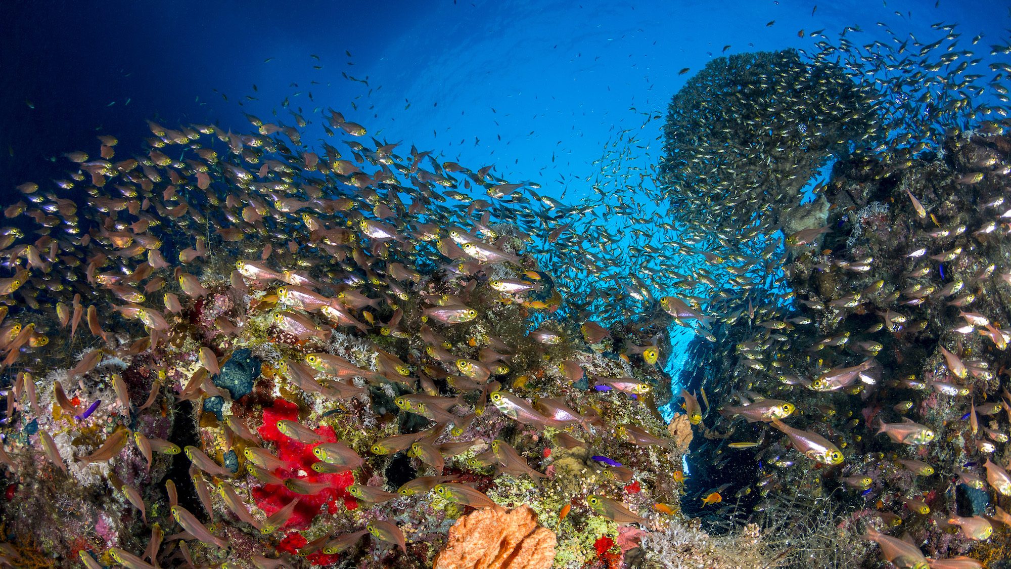 A list of 43 fish living in the Ocean | Ocean Literacy UNESCO-IOC