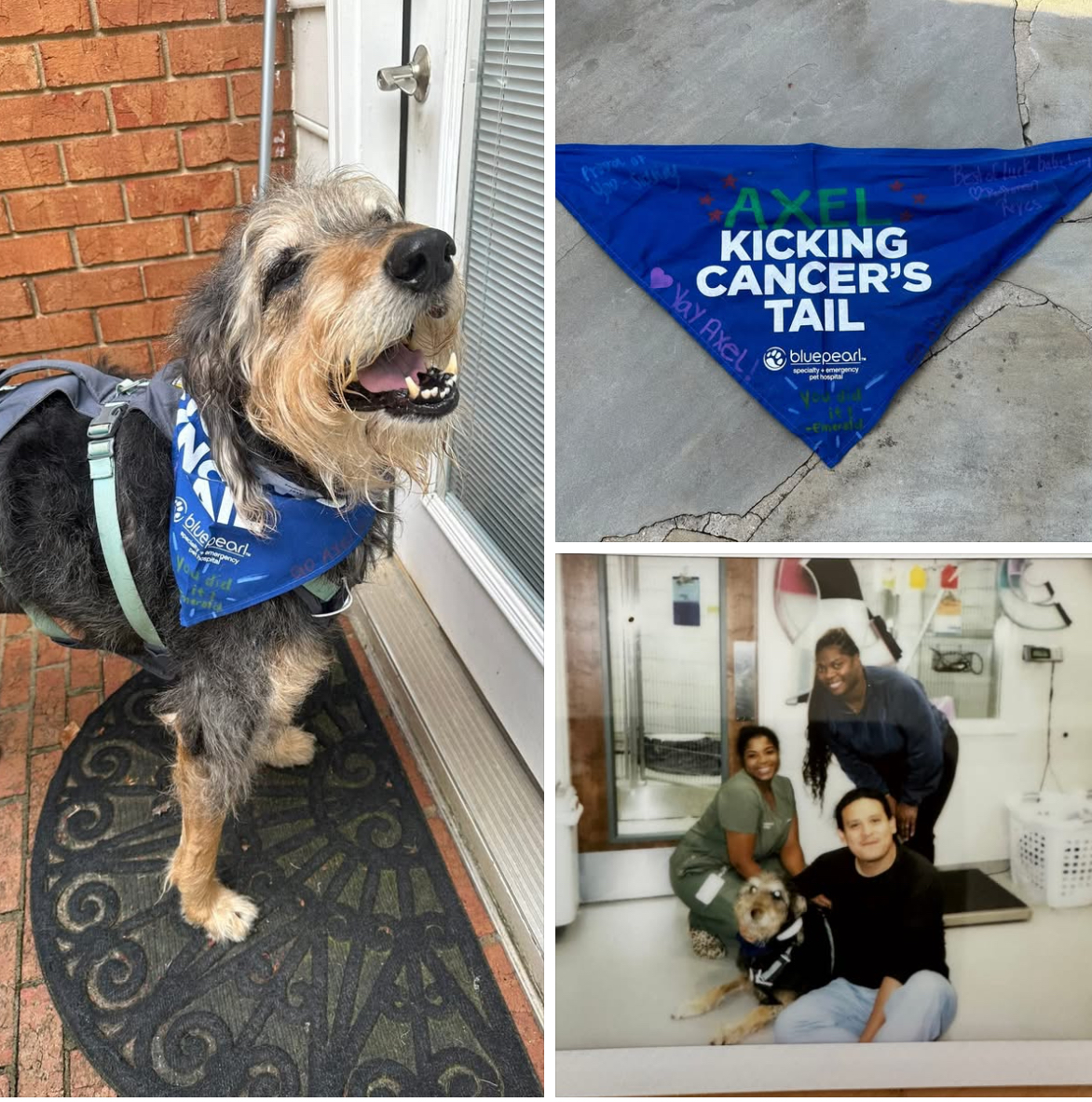 Axel Update - Four Months Post-Surgery | Tripawds