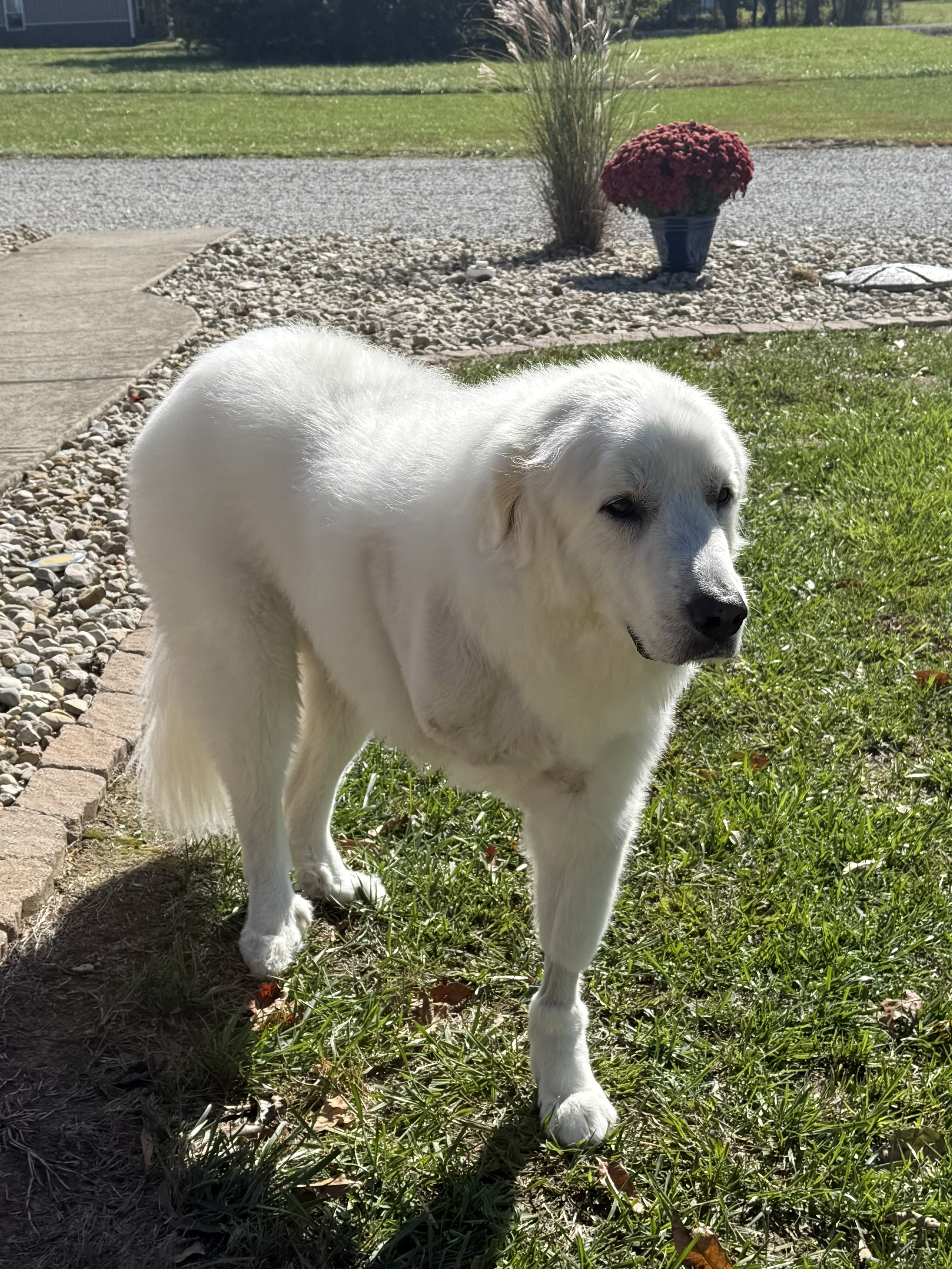 Charlie update: | Tripawds