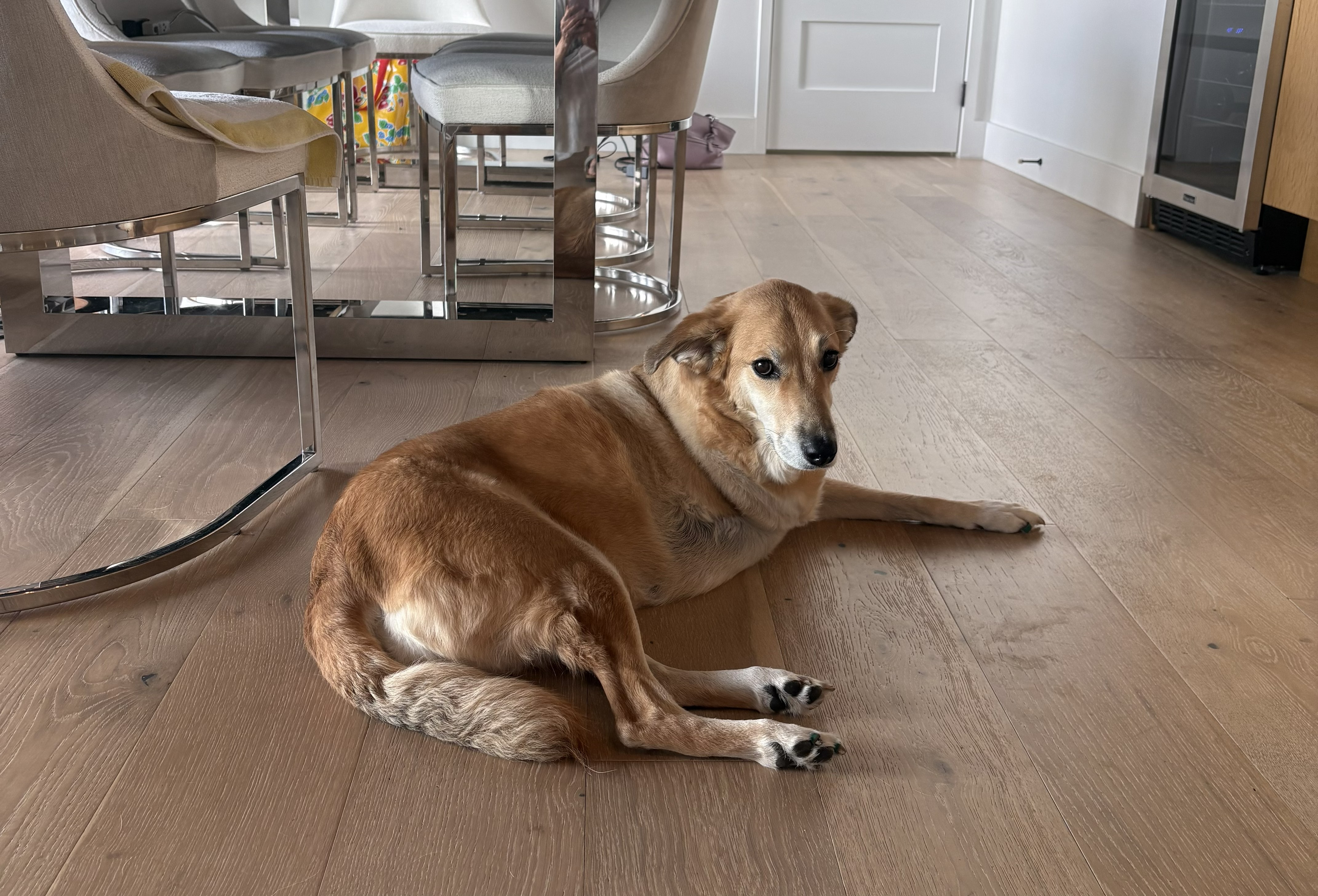 Labored Breathing | Tripawds