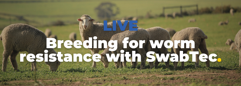 LIVE: Breeding for worm resistance with SwabTec | The Hub